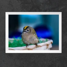 HORIZONTAL ZOOM BRANCO