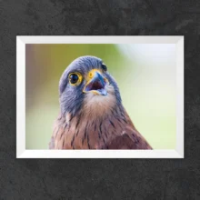 HORIZONTAL ZOOM BRANCO