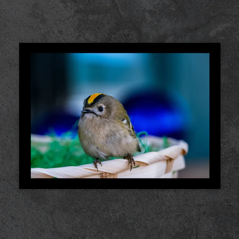 HORIZONTAL ZOOM PRETO