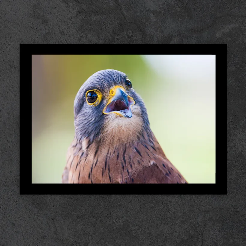 HORIZONTAL ZOOM PRETO